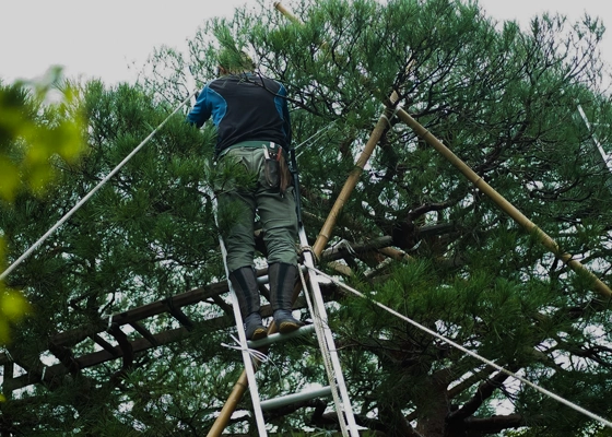 Tree Trimming & Pruning