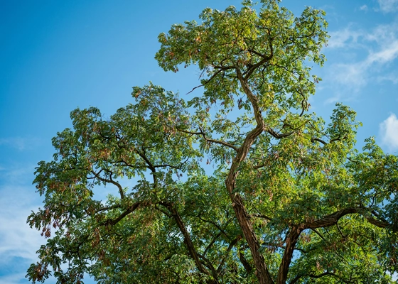 Vegetation Service in Walnut Creek